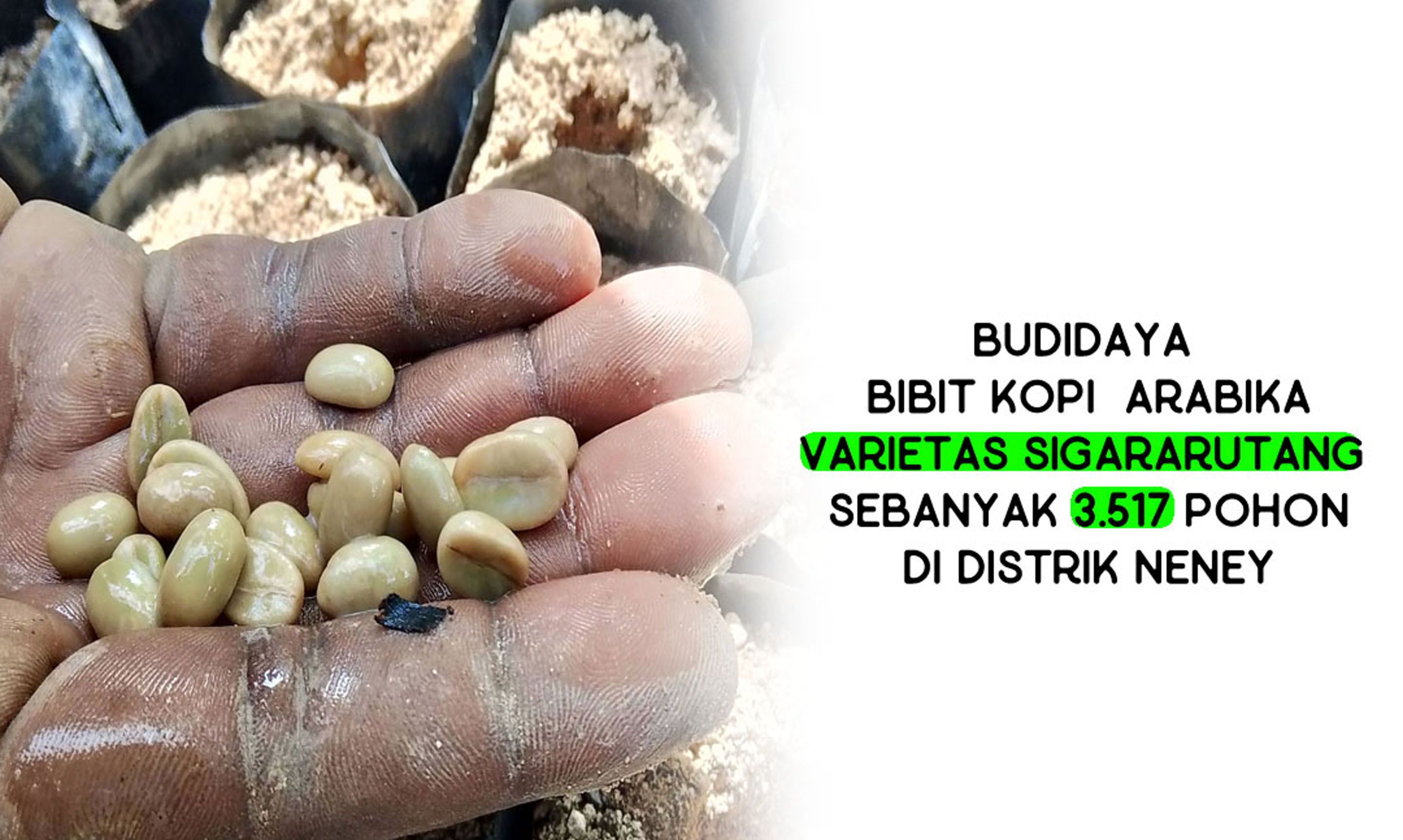 BUDIDAYA KOPI